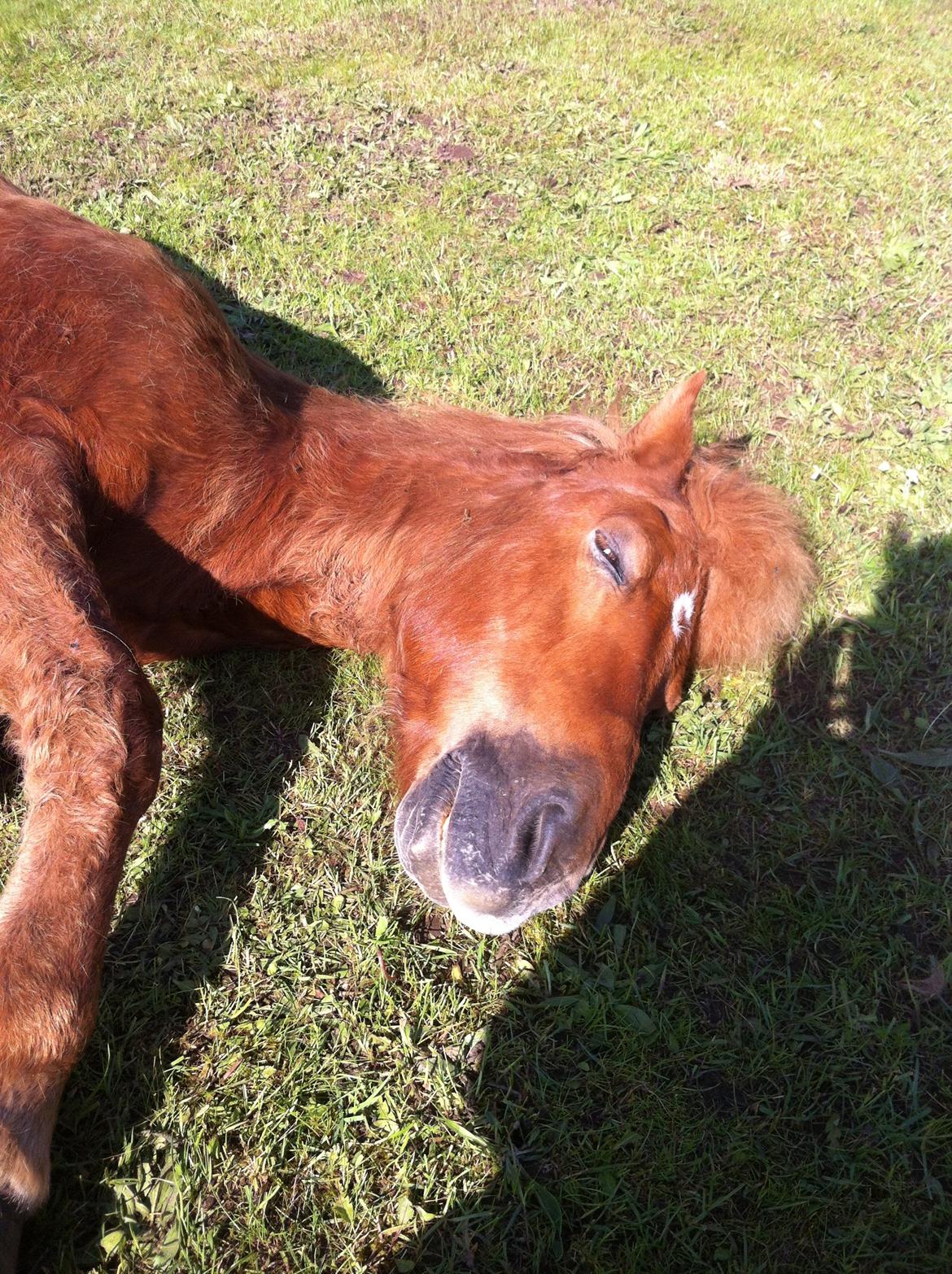 Islænder Sólfari fra Hjermind -  Da jeg fandt ham liggende på folden, og han var blevet forfangen :( billede 19