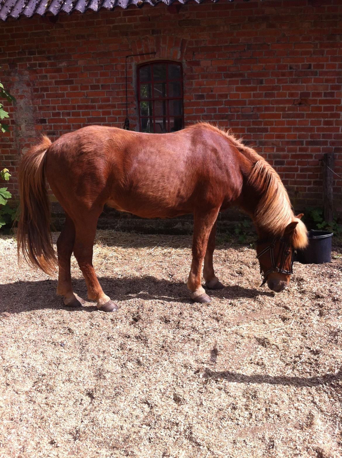 Islænder Sólfari fra Hjermind - Taget den 1. juni 2014 - Sólfari på sygefold efter han var blevet forfangen. billede 20