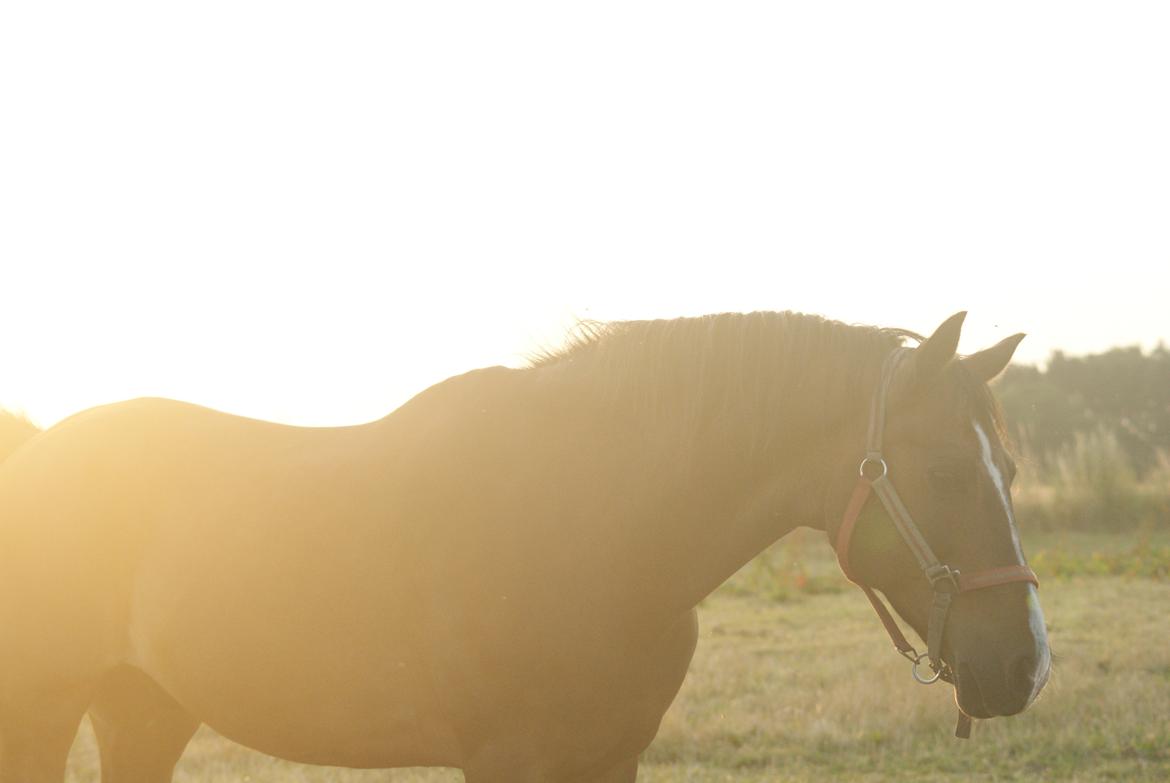 Tysk Sportspony Blind-Date - (18-7-2014) billede 4