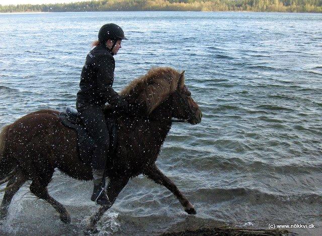 Islænder Sólfari fra Hjermind - 27. April 2012 : Nökkvi-tur rundt om Hampen Sø :) Billedet er taget af Anette Andersen  billede 12