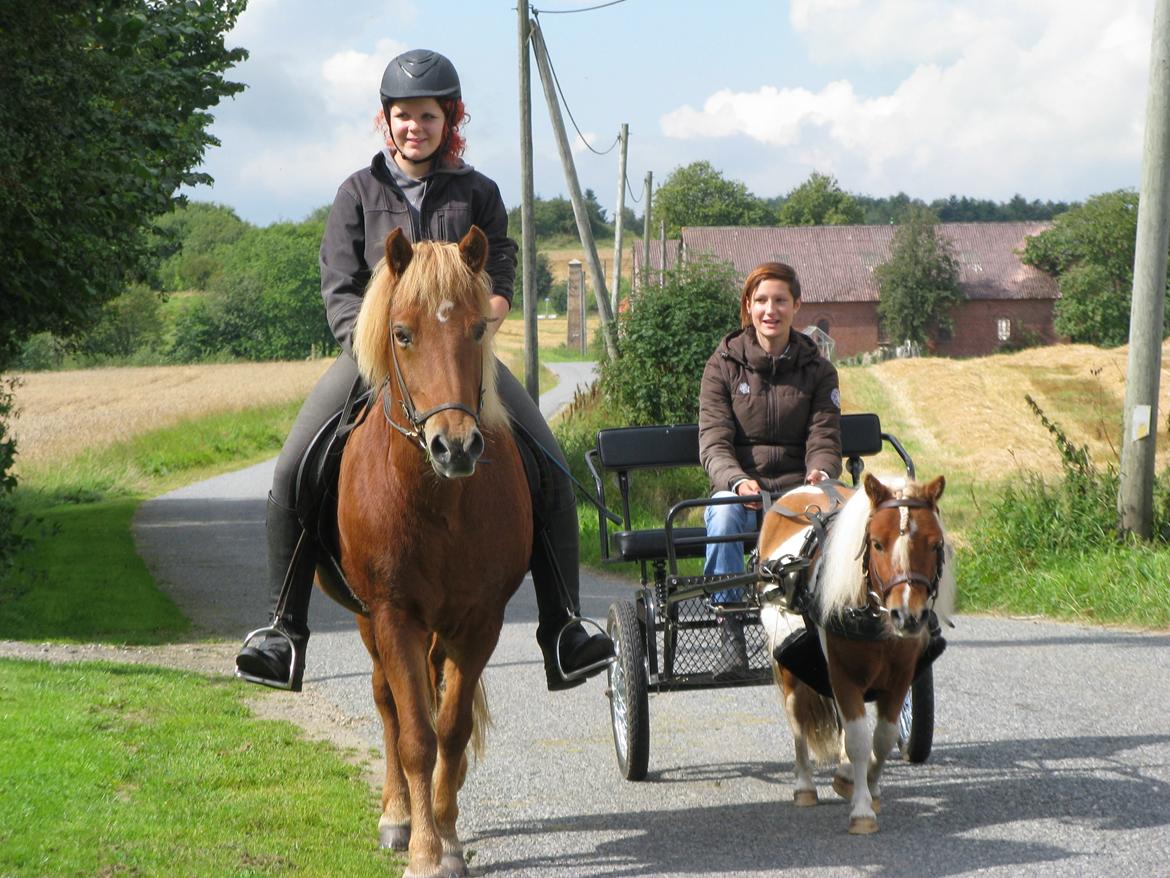 Islænder Sólfari fra Hjermind - August 2012: Lille tur med Bine og Bertram :) Det gik rigtig godt billede 13