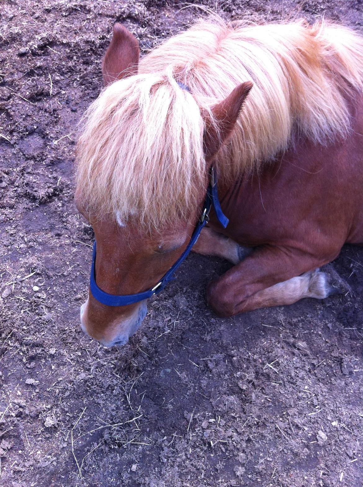 Islænder Sólfari fra Hjermind - 16. juli 2014 billede 21