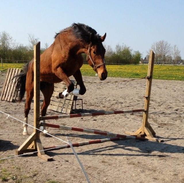 Dansk Varmblod A.B. Chico billede 15