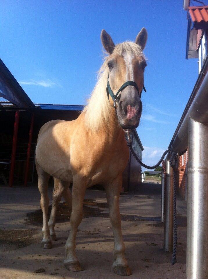 Haflinger Dominique Høgh billede 16