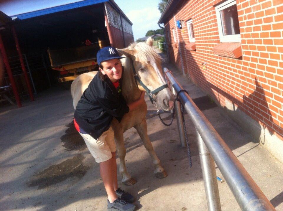 Haflinger Dominique Høgh billede 17