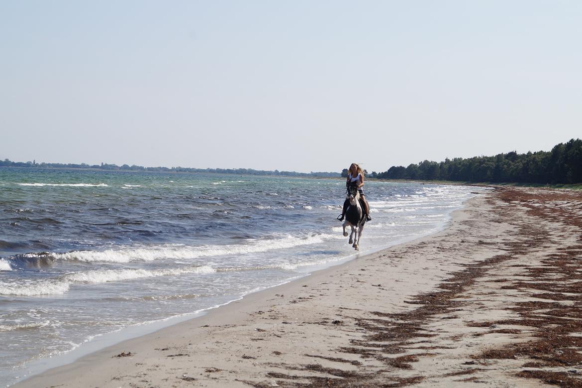 Anden særlig race Clements Stardust |*MY STAR*| - galop på stranden. 2014 billede 18