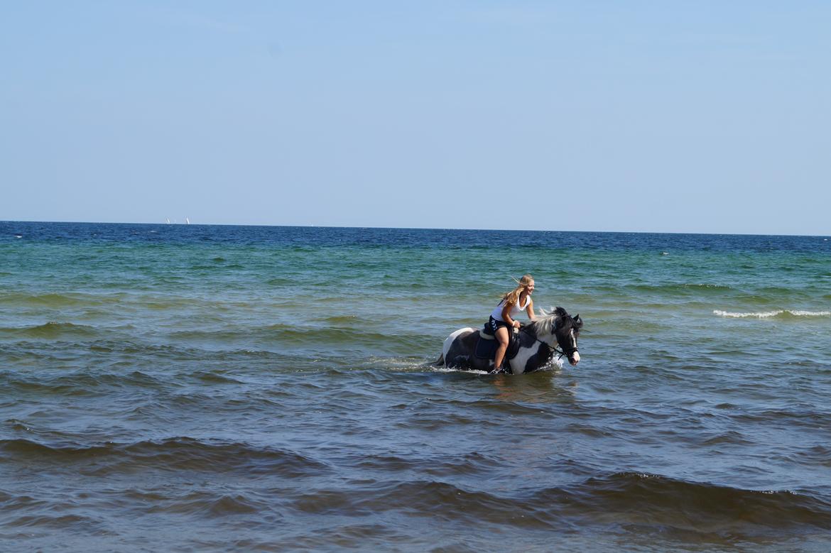 Anden særlig race Clements Stardust |*MY STAR*| - Star valgte så at smide mig i vandet, skøre hest. <3 feddet 2014 billede 19