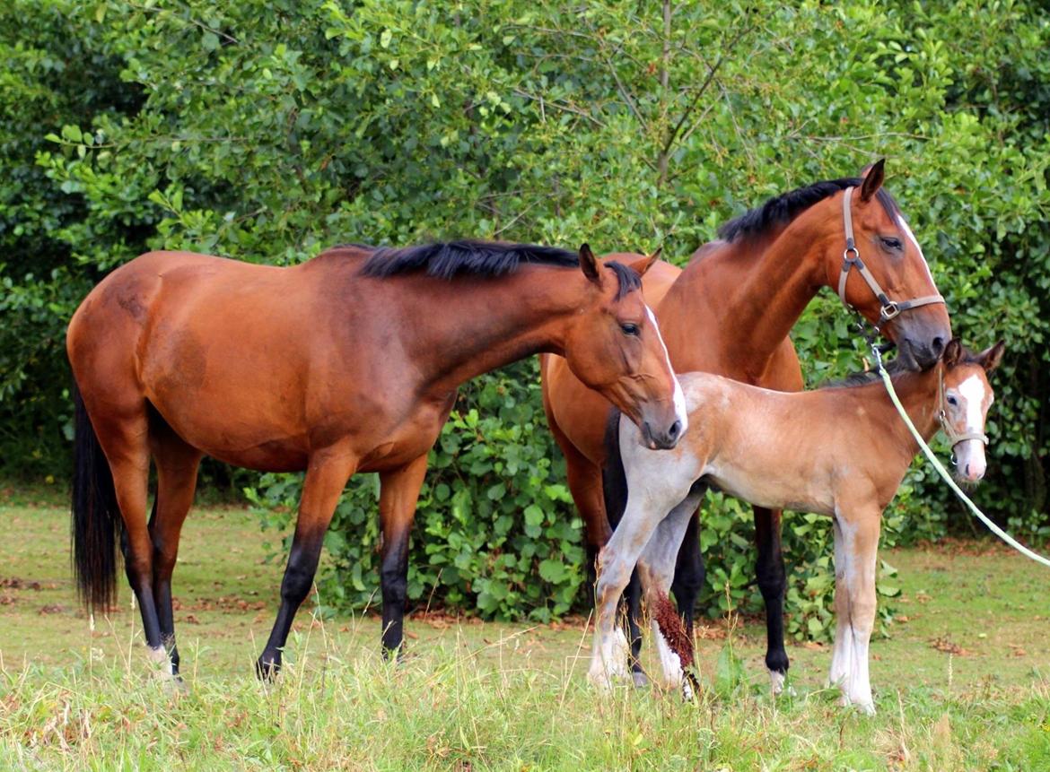 Dansk Varmblod Lille pigen - indtil videre billede 17