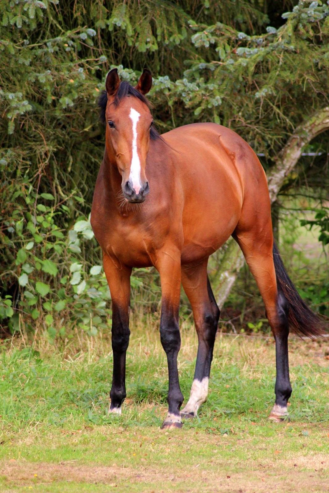 Dansk Varmblod Lille pigen - indtil videre billede 18