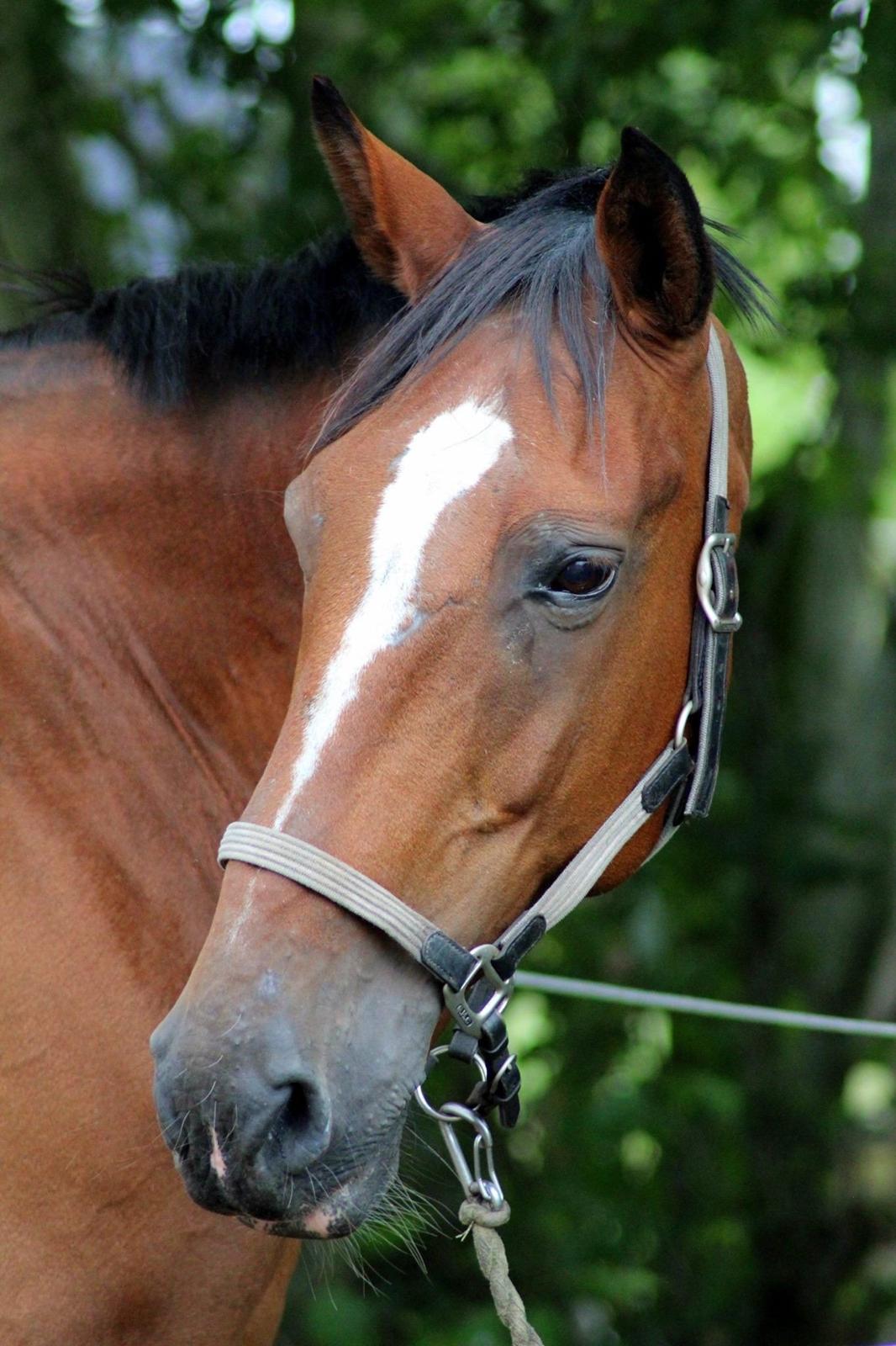 Hollandsk Varmblod Pyroet  billede 22