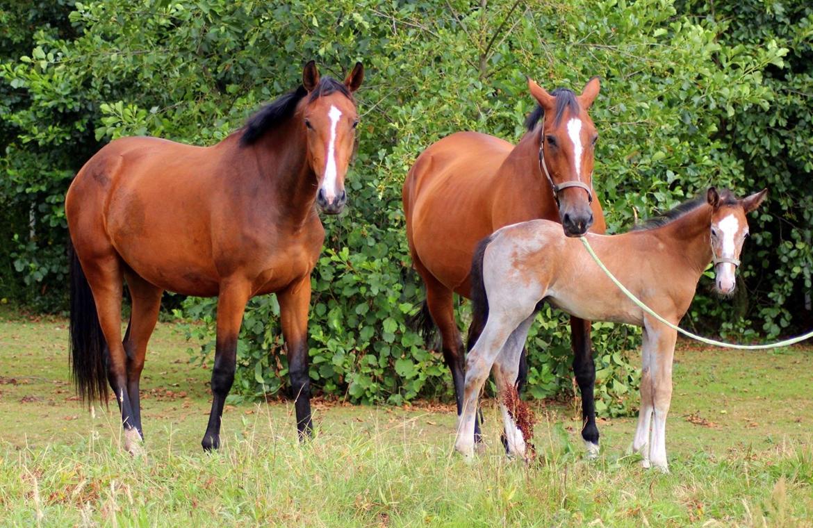 Hollandsk Varmblod Pyroet  billede 23