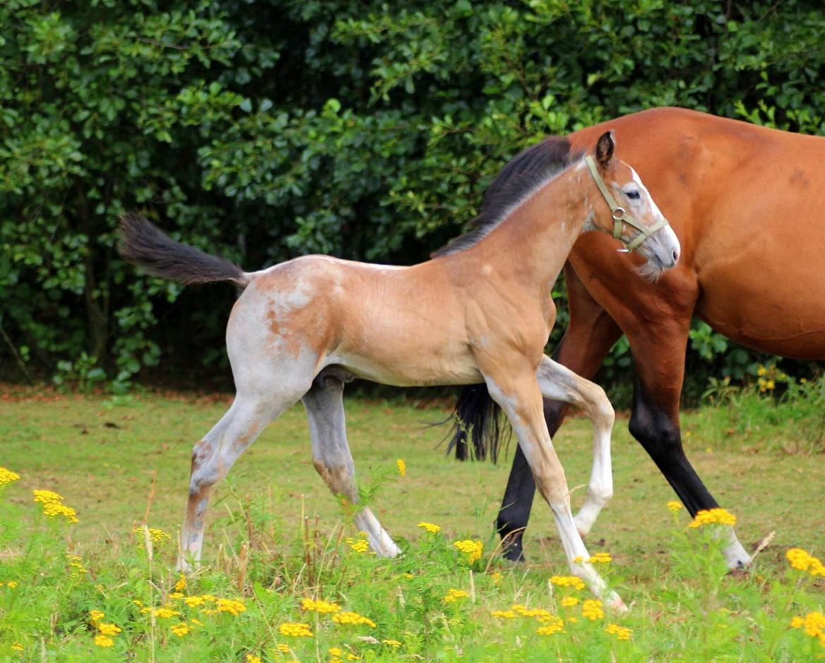 Dansk Varmblod Spicaway McLovin billede 5