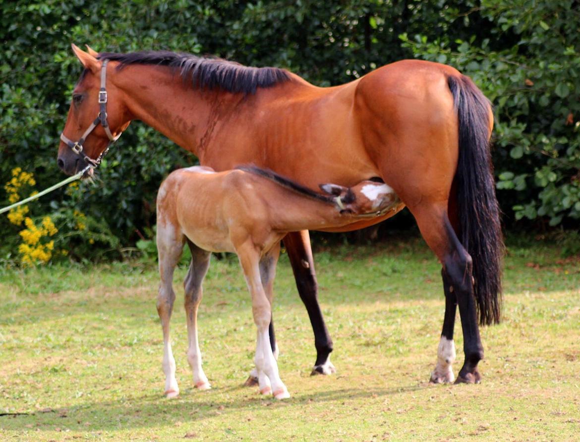 Dansk Varmblod Spicaway McLovin billede 7