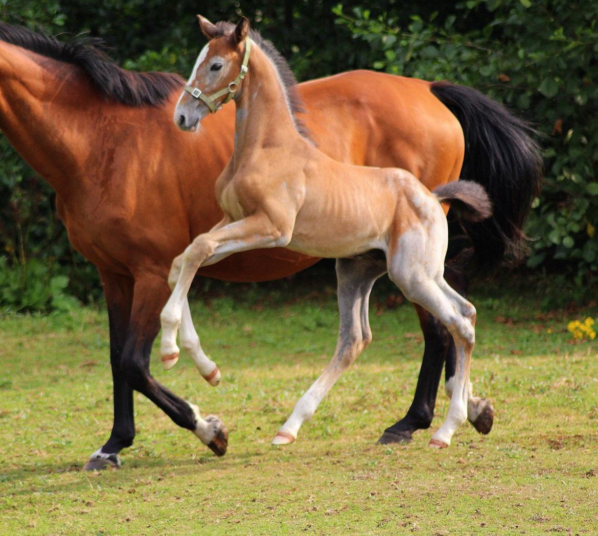 Dansk Varmblod Spicaway McLovin billede 8