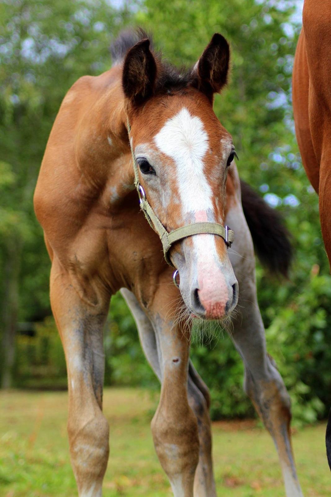 Dansk Varmblod Spicaway McLovin billede 11