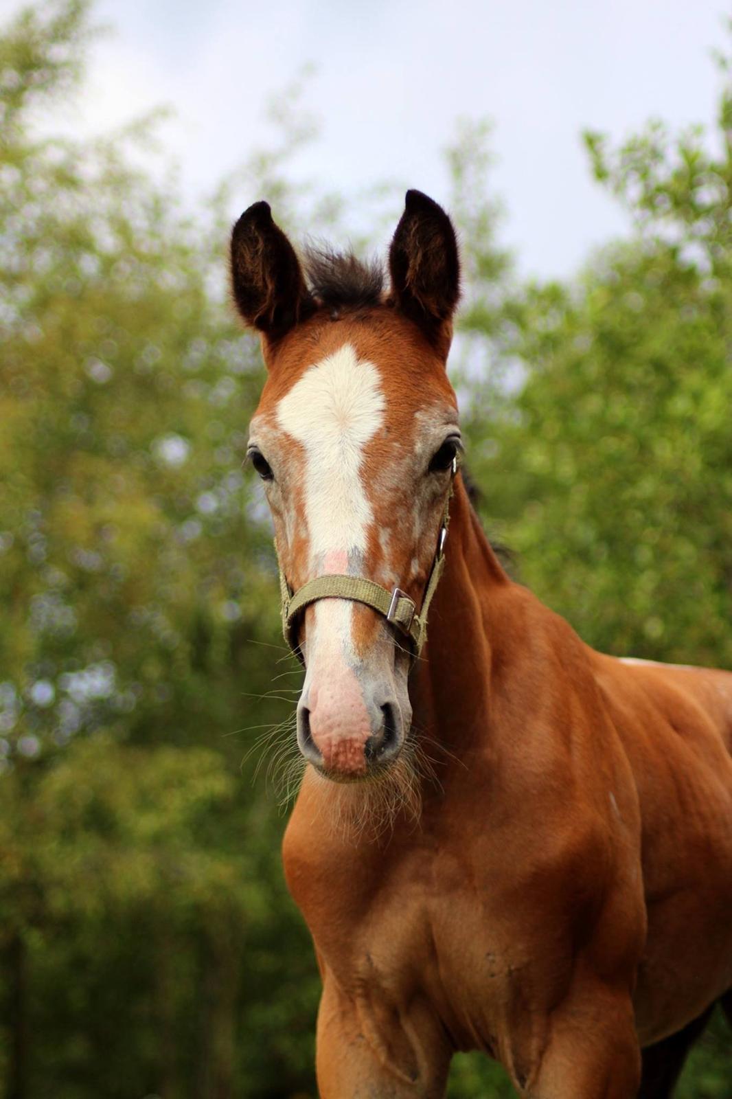 Dansk Varmblod Spicaway McLovin billede 12