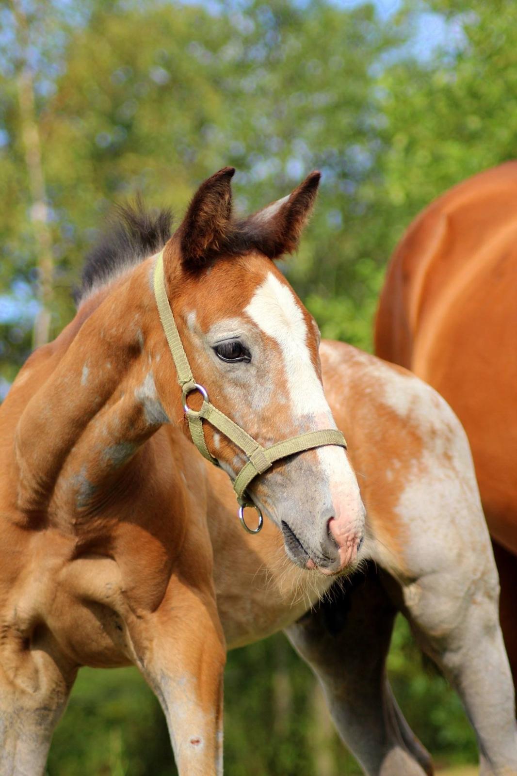 Dansk Varmblod Spicaway McLovin billede 14