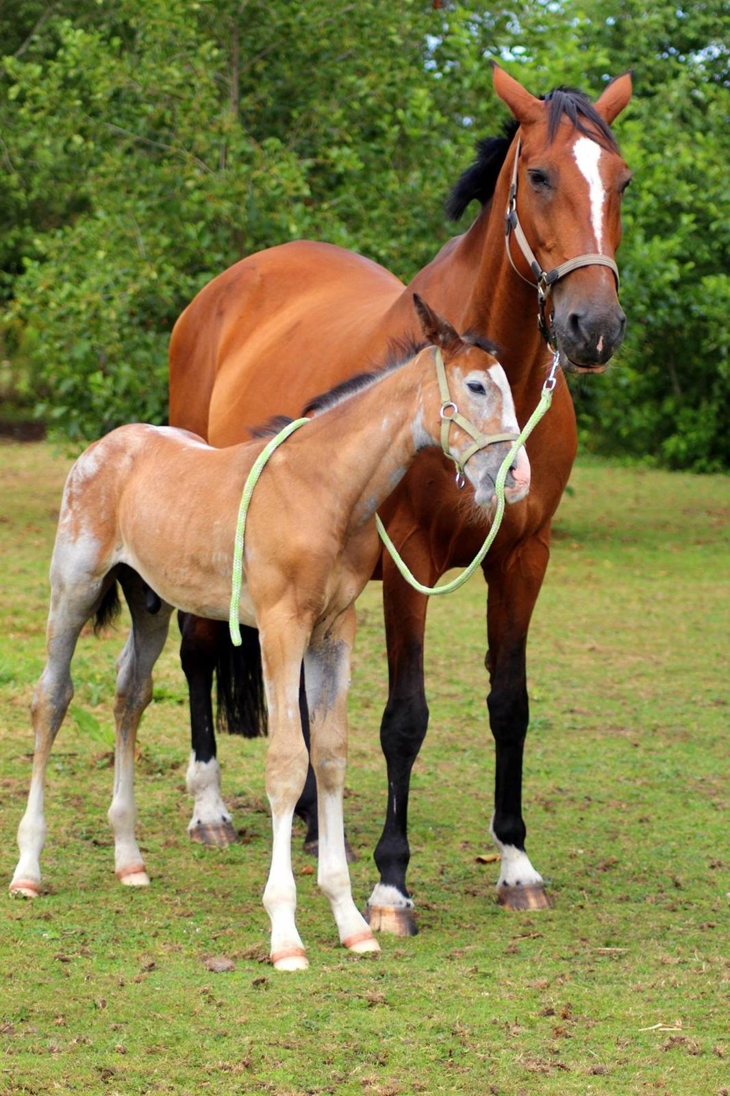 Dansk Varmblod Spicaway McLovin billede 15