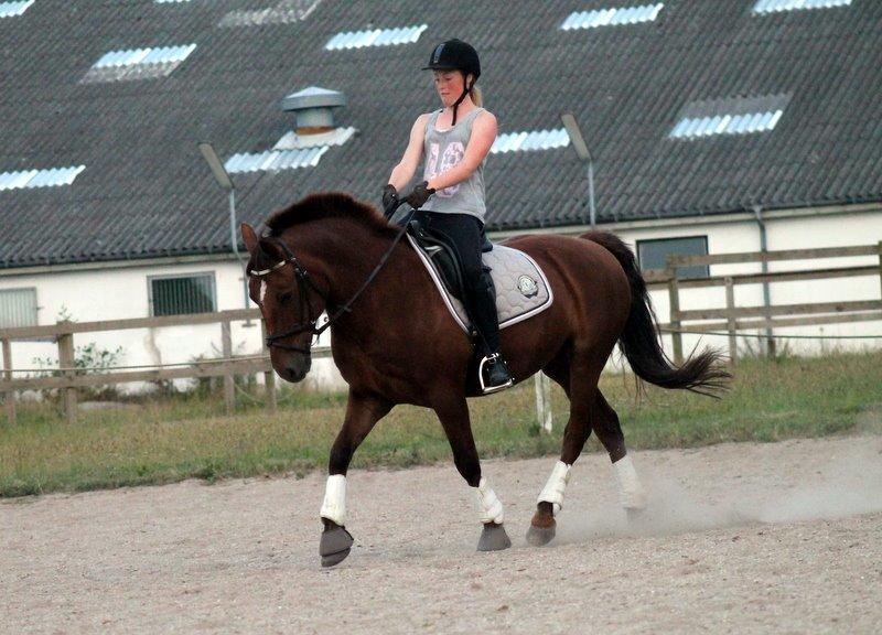 Connemara Quiva <3 - Sommertræning. En af de bedste nogensinde! - Juli 2014 billede 12