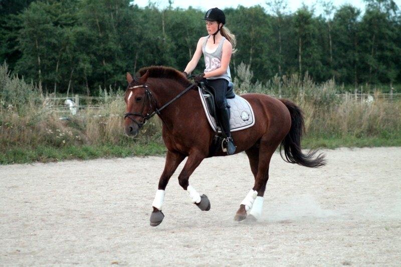 Connemara Quiva <3 - Galoptræning. - Juli 2014 billede 36