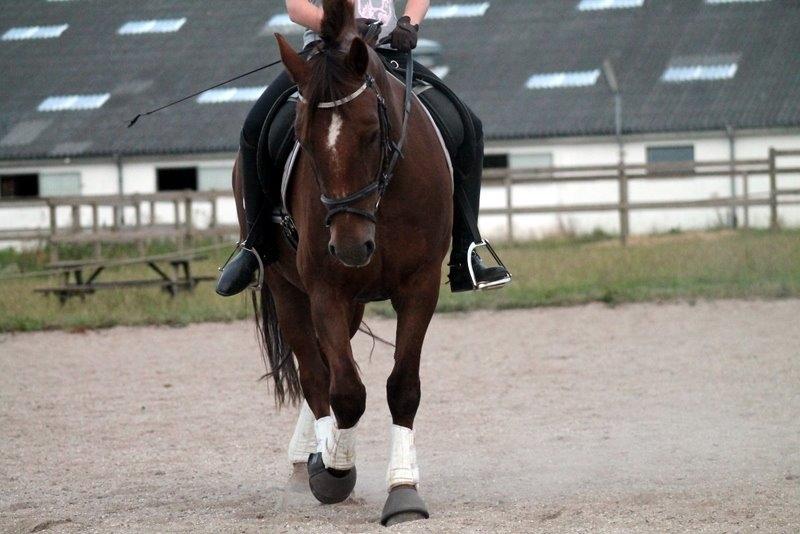 Connemara Quiva <3 - Schenkelvigning :) - Juli 2014 billede 8