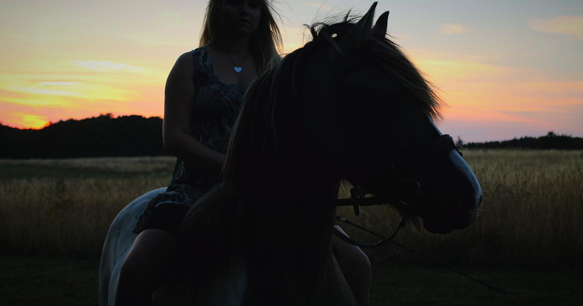 Irish Cob Crossbreed Fiona (Filina) billede 9