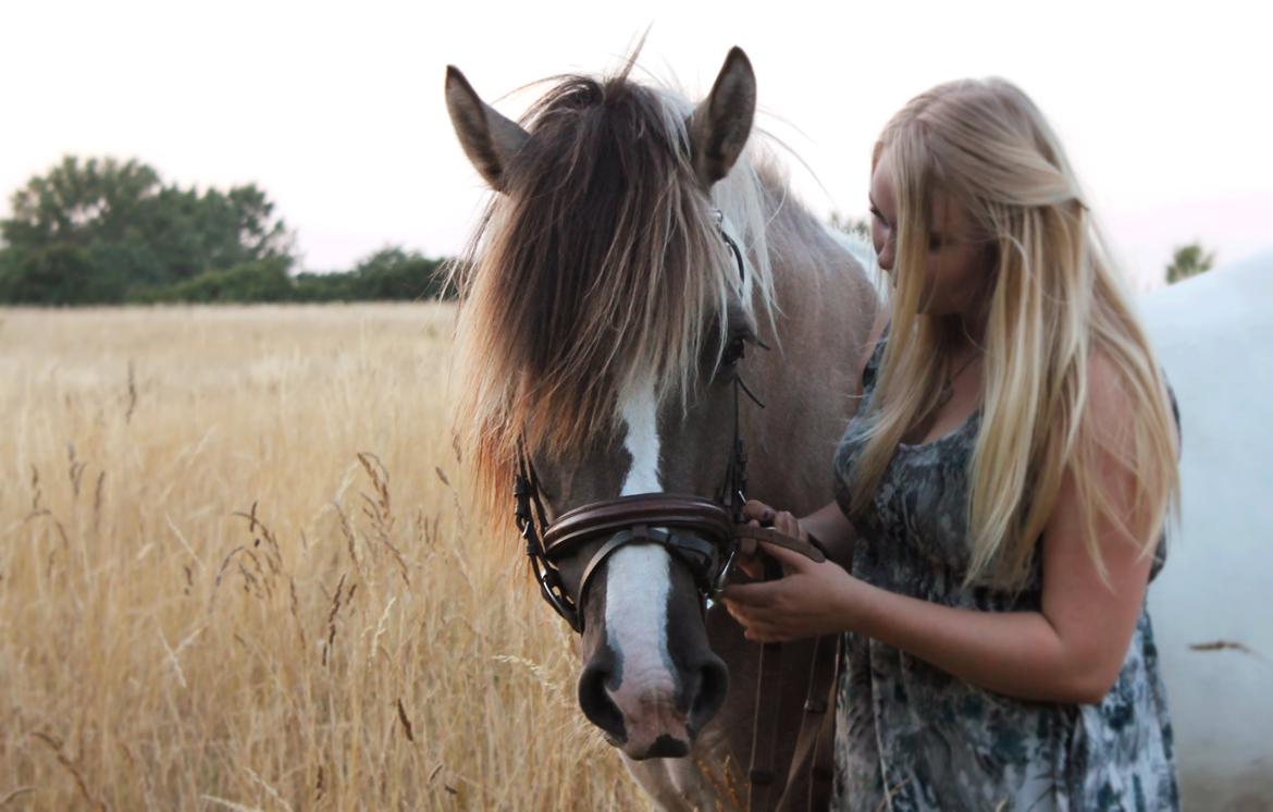 Irish Cob Crossbreed Fiona (Filina) billede 11