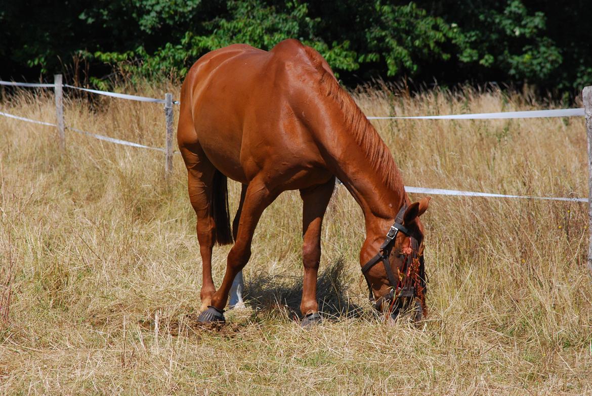 Dansk Varmblod Lester Estelle - Juli 14 billede 18
