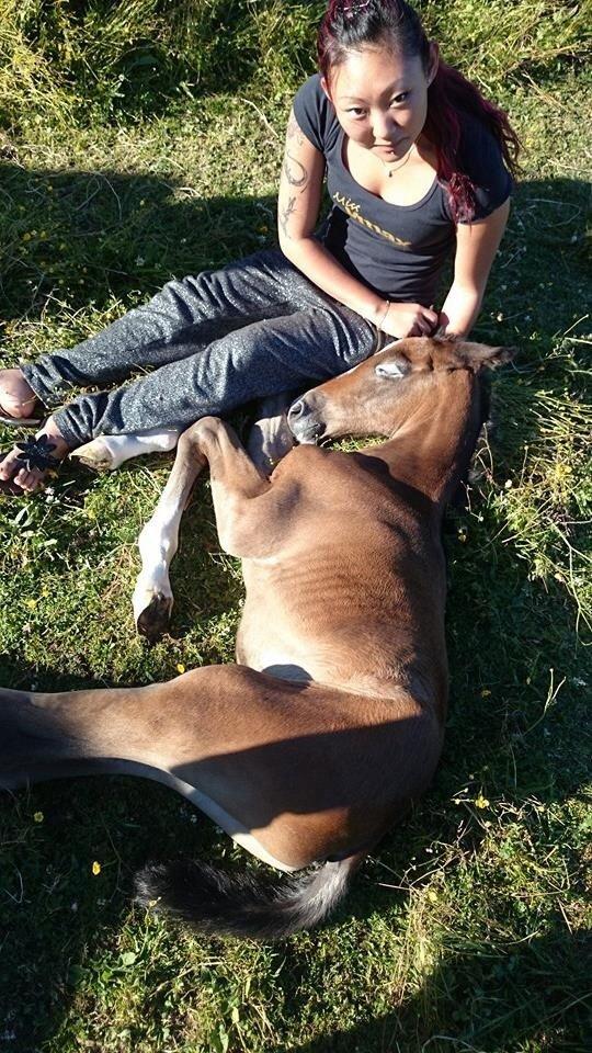 Dansk Varmblod Spicaway McLovin billede 17