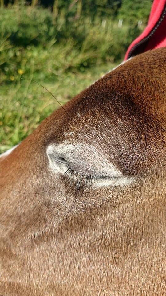 Dansk Varmblod Spicaway McLovin billede 19