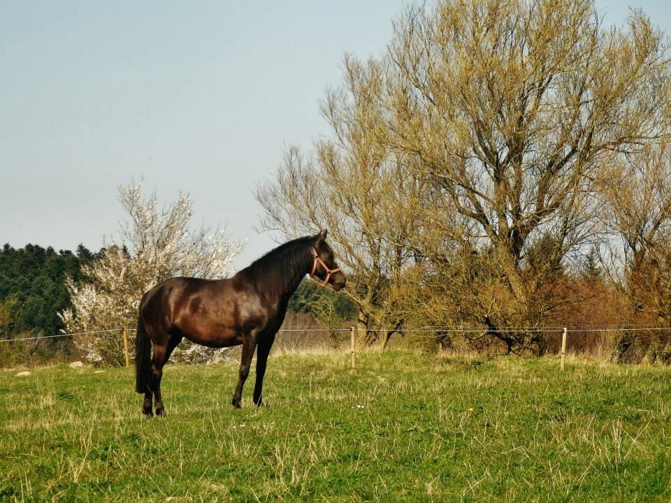 Pura Raza Española Stald Skou Desbocada YC SOLGT billede 49