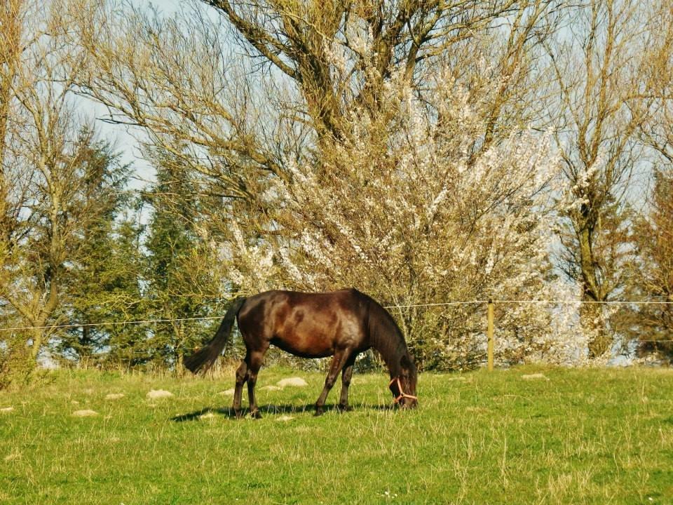 Pura Raza Española Stald Skou Desbocada YC SOLGT - Maj 2014 billede 47
