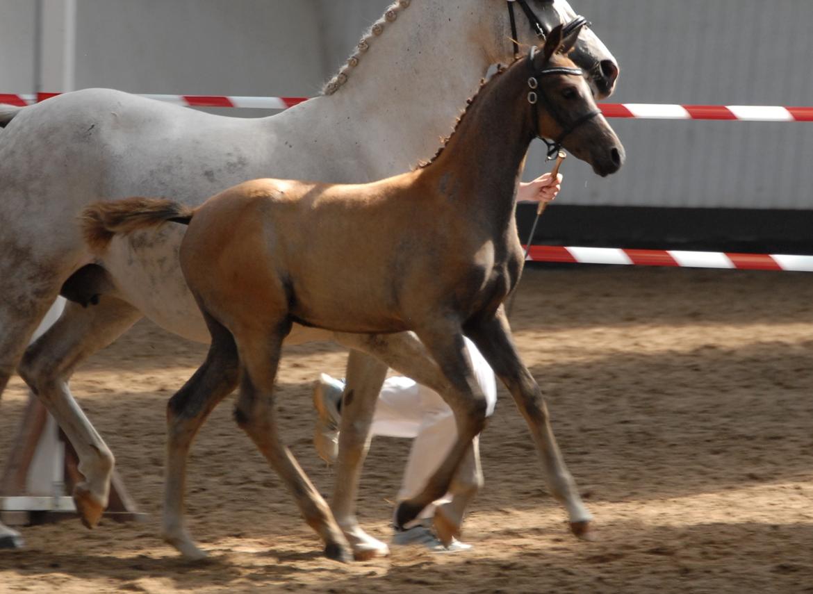 DSP DD Lucky Rapunzel billede 22