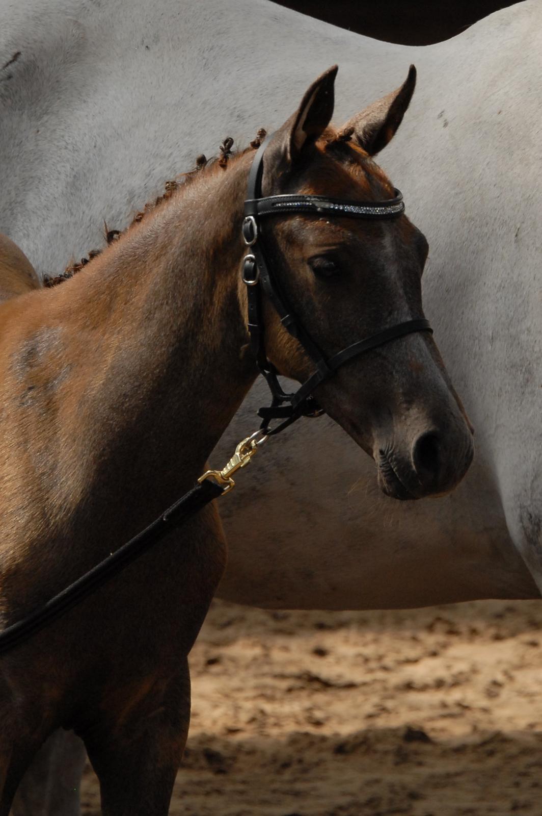 DSP DD Lucky Rapunzel billede 24