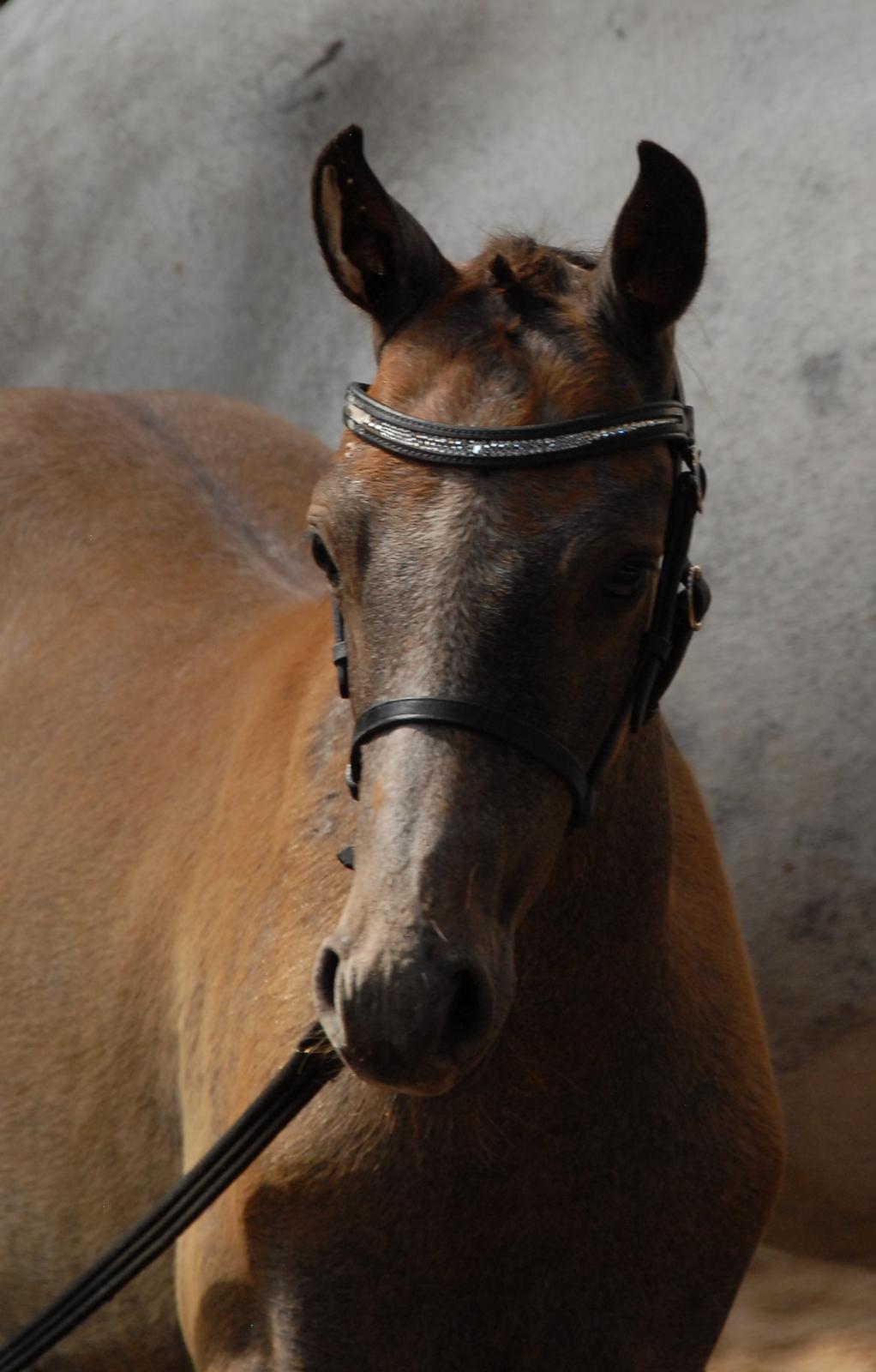 DSP DD Lucky Rapunzel billede 1