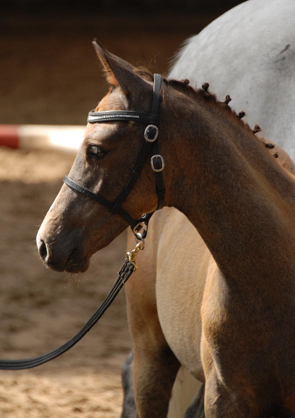 DSP DD Lucky Rapunzel billede 25