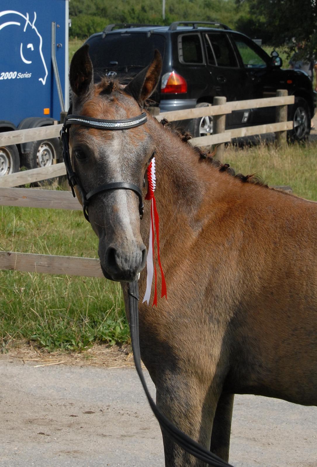 DSP DD Lucky Rapunzel billede 26