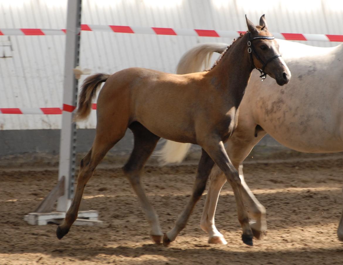 DSP DD Lucky Rapunzel billede 23