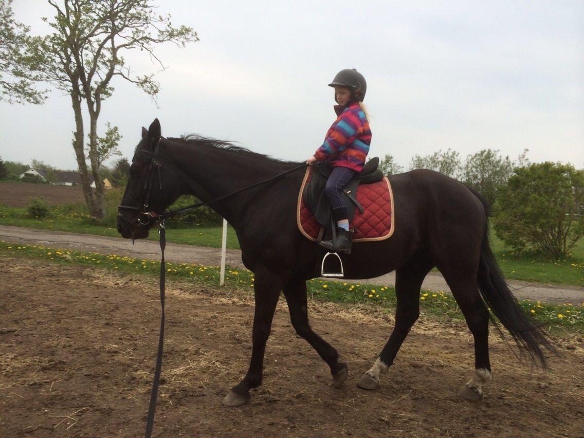 Traver Navy Langborg billede 6