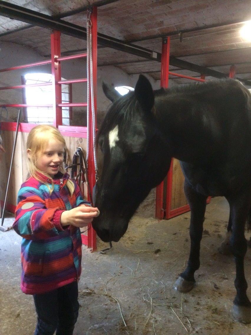 Traver Navy Langborg billede 9