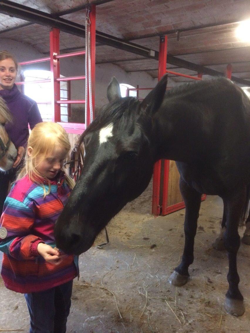 Traver Navy Langborg billede 10