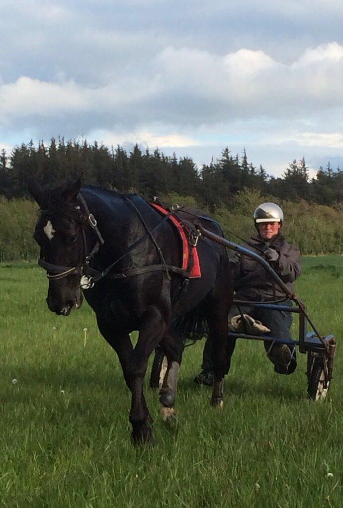 Traver Navy Langborg billede 11
