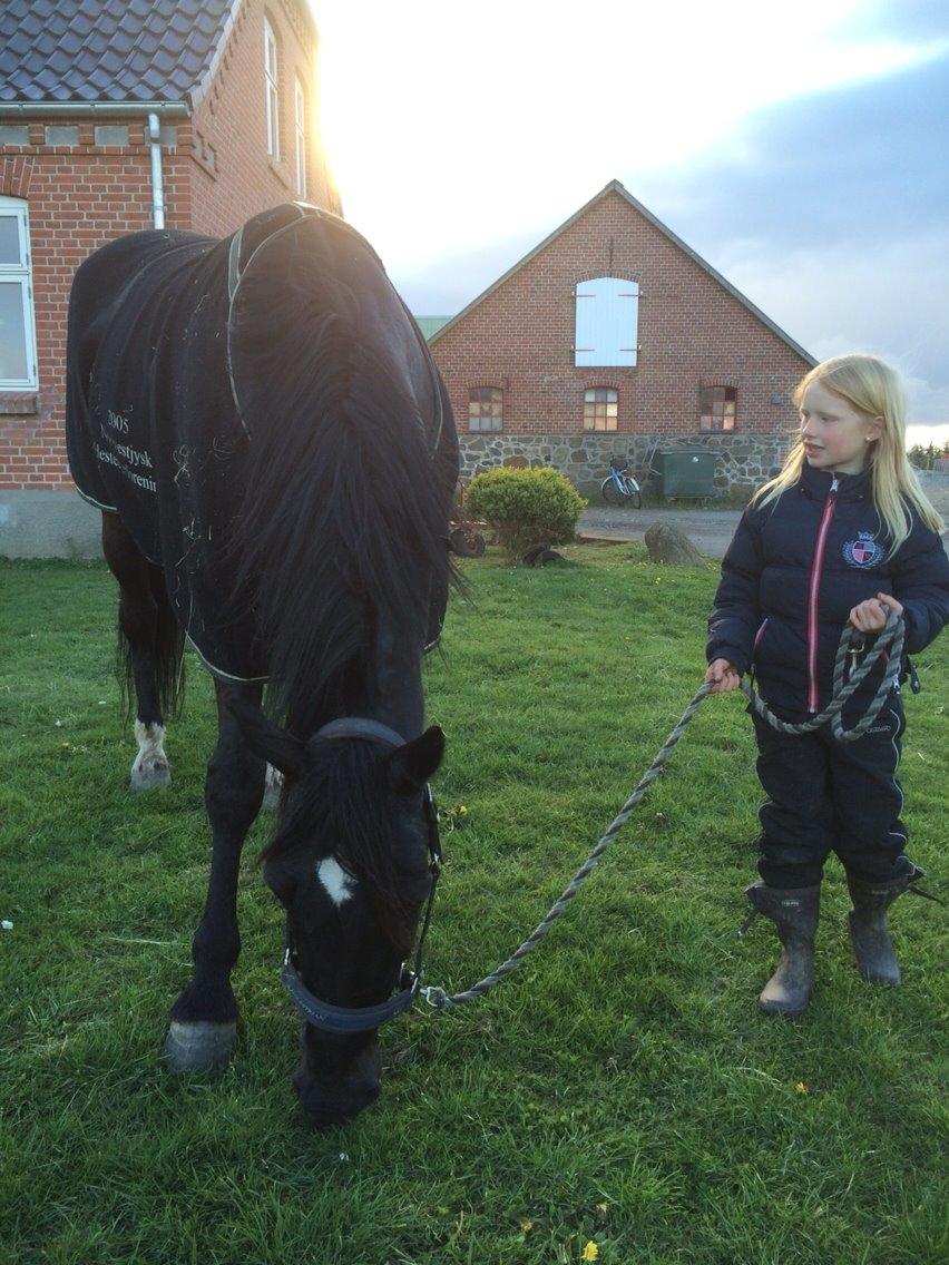 Traver Navy Langborg billede 12