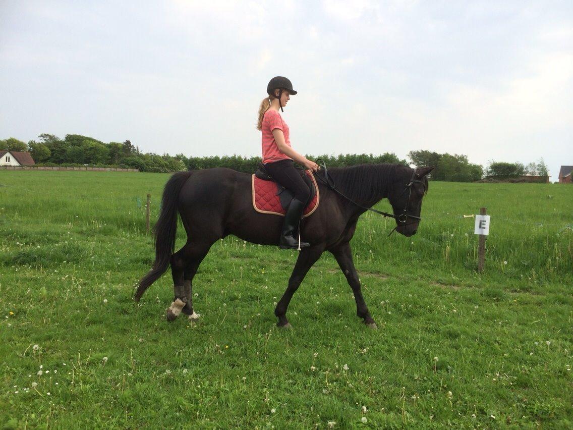 Traver Navy Langborg billede 13