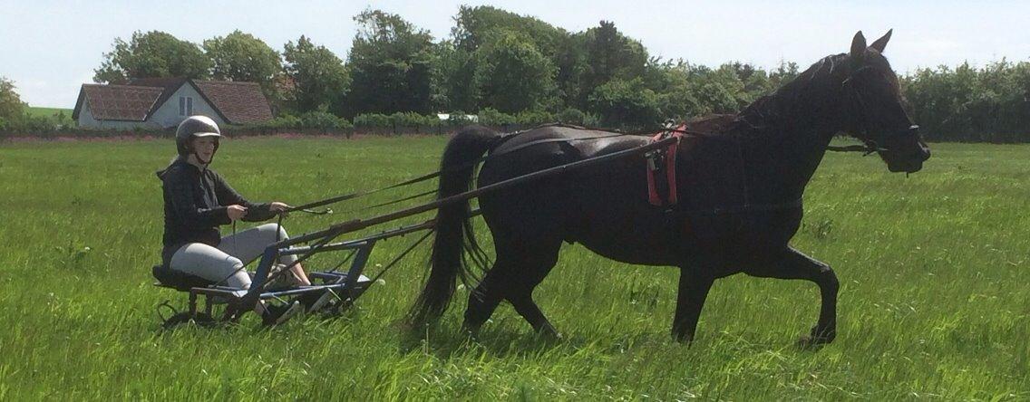 Traver Navy Langborg billede 14