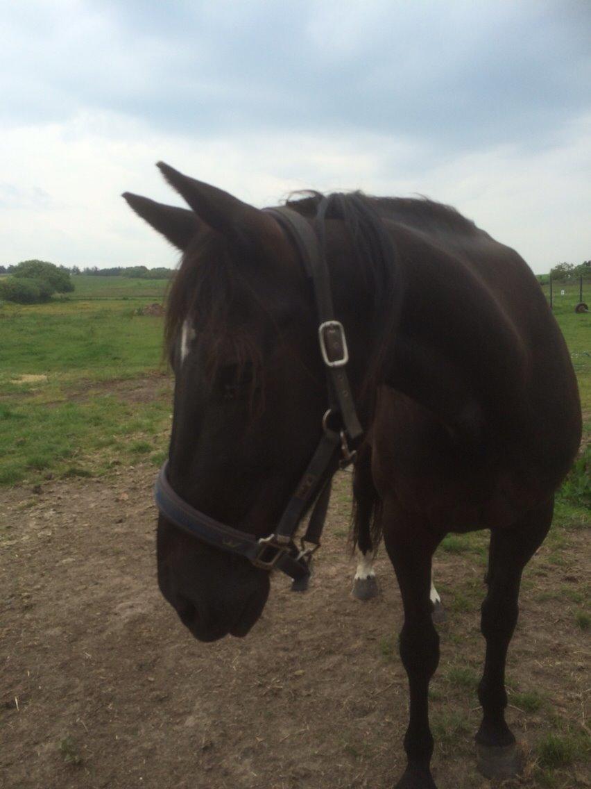 Traver Navy Langborg billede 15