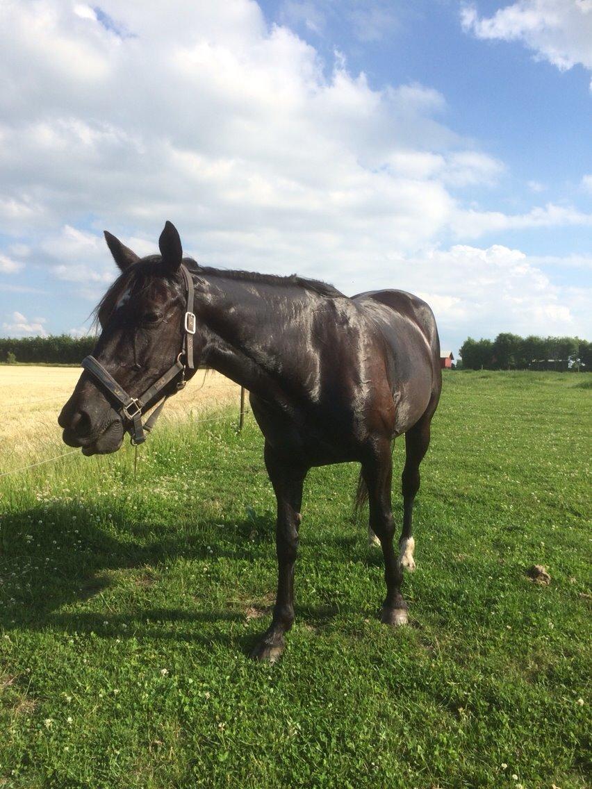 Traver Navy Langborg billede 16