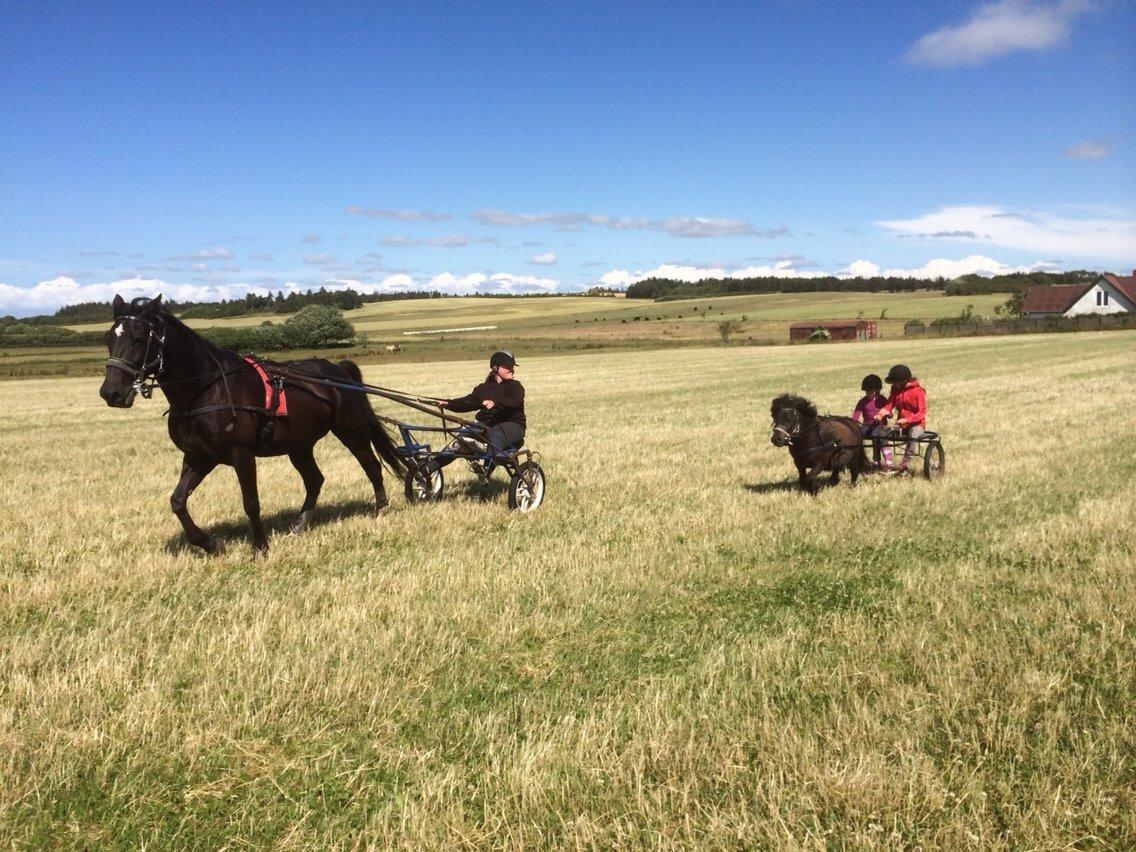 Traver Navy Langborg billede 17