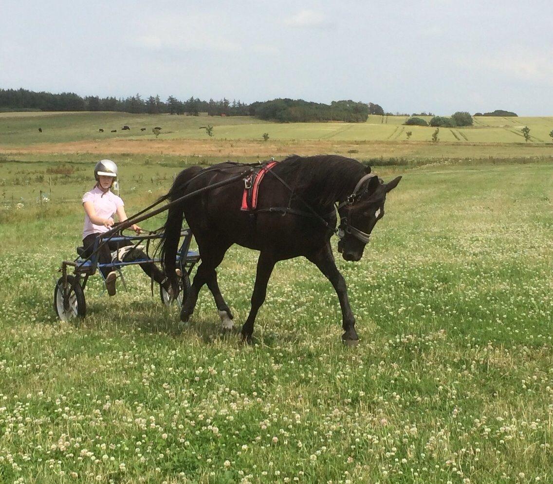 Traver Navy Langborg billede 18