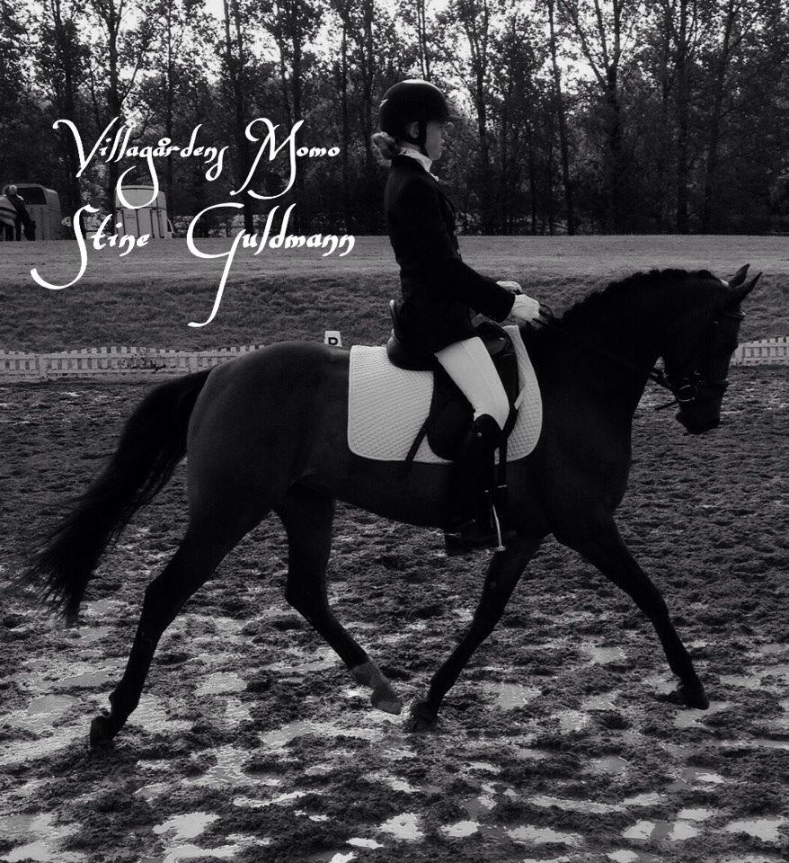 DSP Villagårdens Momo billede 3